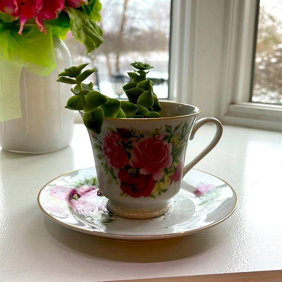 Tom’s Thumb Succulent indoor Plant - Picture 1 of 5